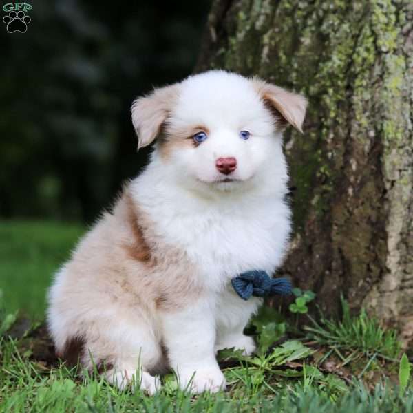 Frisky, Miniature Australian Shepherd Puppy